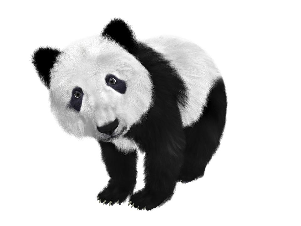 panda algorithme de google contre le contenu de mauvaise qualité